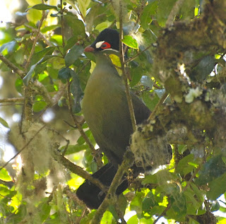 Hartlaub's Turaco