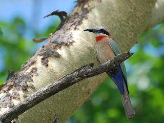 White-Fronted Bee-Eater