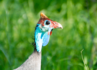 Helmeted Guineafowl