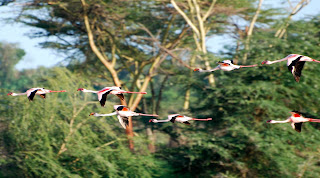 Leser Flamingo