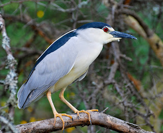Black-Crowned Night-Heron
