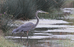 Great Blue Heron