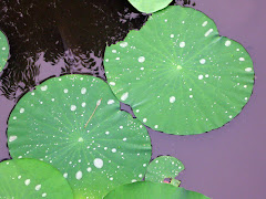 Wet Lilly pads in Genji Pond