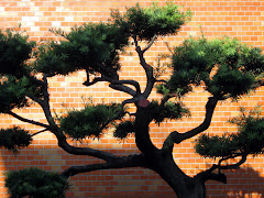 Pretty Japanese Bonsai Tree