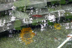 sunny reflections in the pond