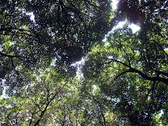 under the tree canopy