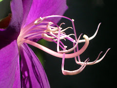 spidery looking flower