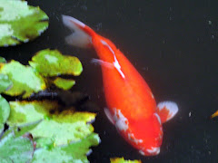 coi fish in Lilly pad pond