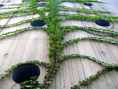 Strong Vine climbing the wall