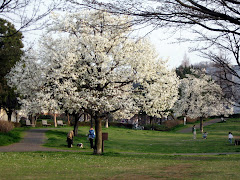 Magnolia Tree in full bloom