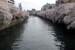 Okigawa River lined with cherry trees