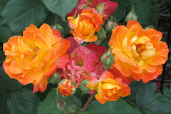 Flourescent Orange Roses
