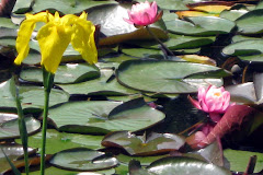 Iris and lilly pads