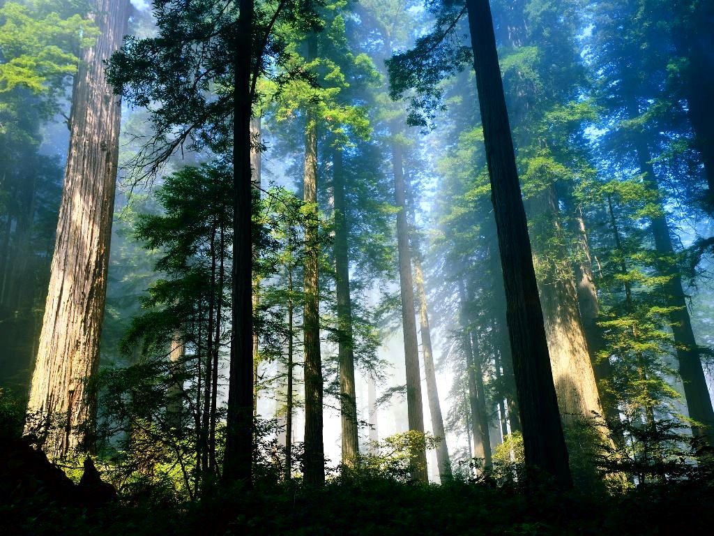 [FOREST.JPG]