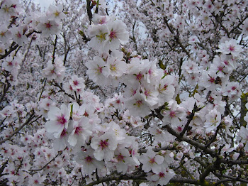 Amendoeiras em flor