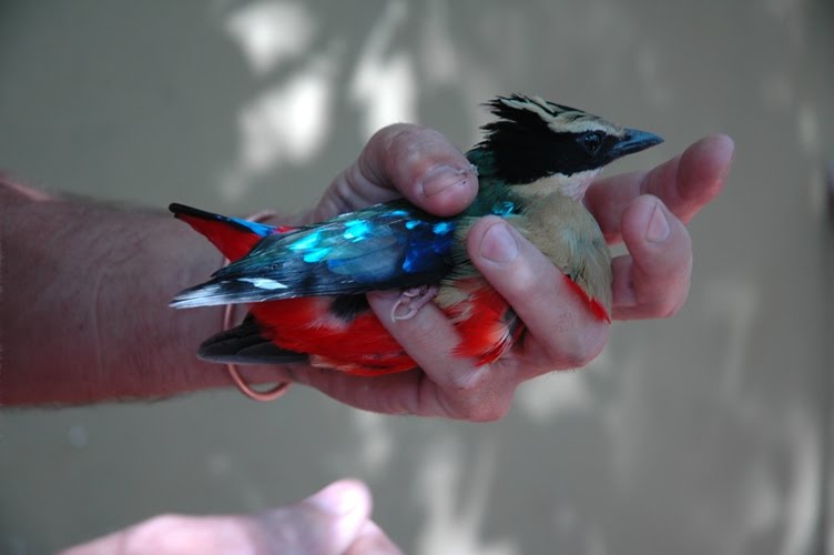 African Pitta