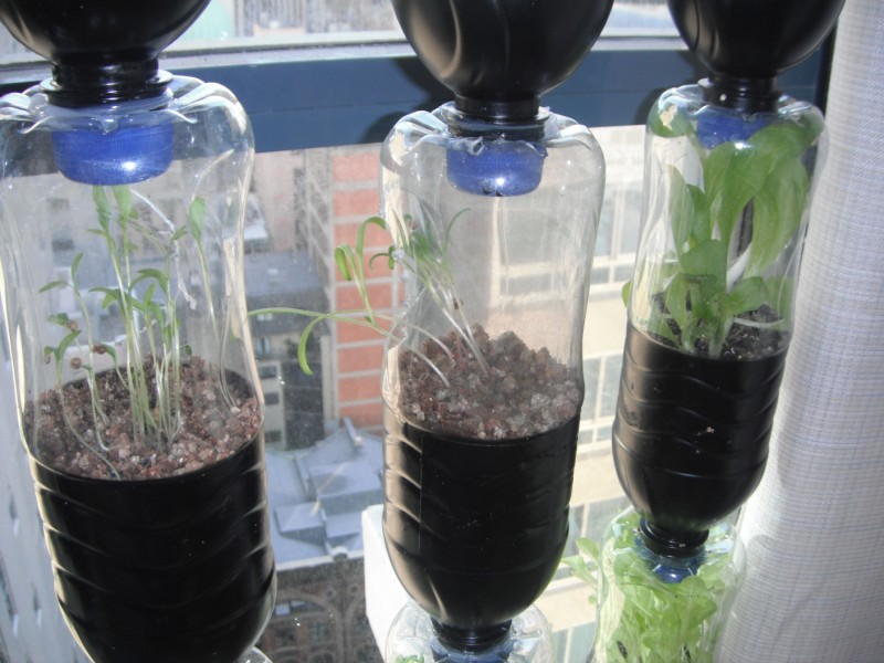diy aquaponics at home