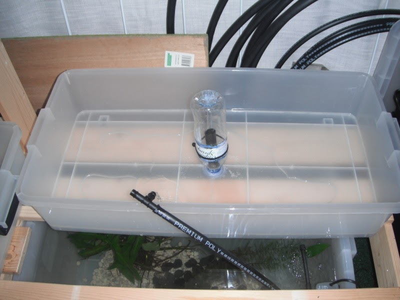 How to make aquaponics auto siphon Details Best Ponic