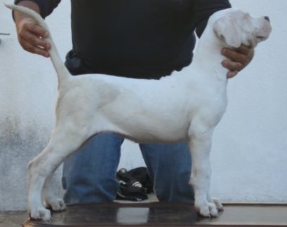 [cachorro+2+meses.JPG]