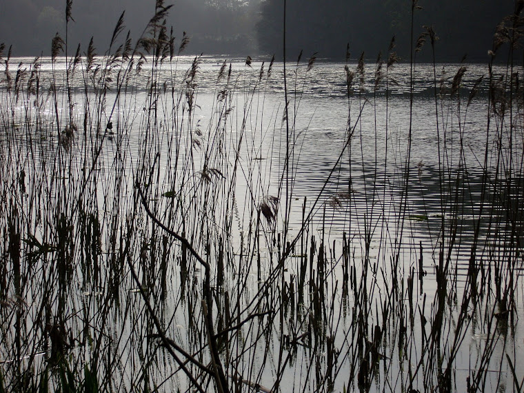 Swan Pond at Cullzean Castle