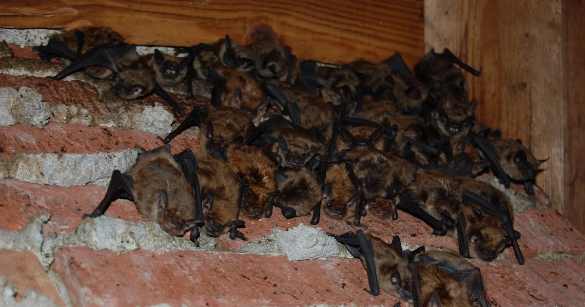 Animal Problems in Cincinnati Ohio Bats in attic in Cincinnati Ohio