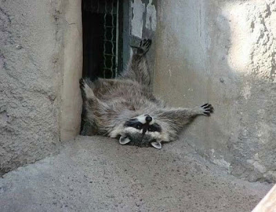 sport life: The Funniest Animal Photos