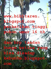 Bibit Aren Unggul Varietas Dalam