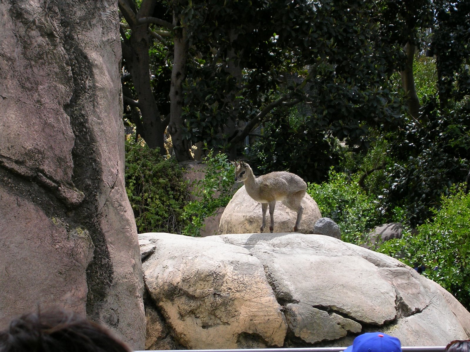 [Klipspringer2.JPG]