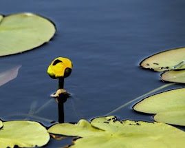 yellow water lily