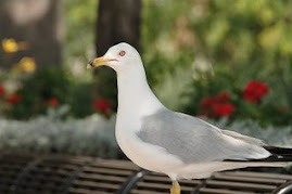 Ringed-bill gull - some will go and some will stay.