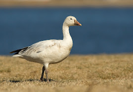 occasional visitor, snow goose