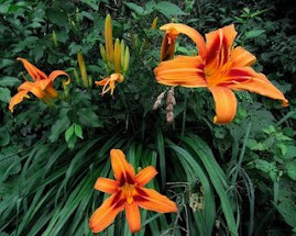 Orange Day Lilies with brushmarks