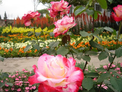 pakistani_rose_garden_shahzad_picture_3.