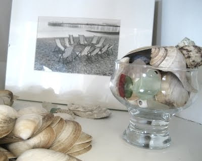 seashell collection
