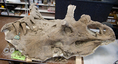 Ceratopsian1.jpg