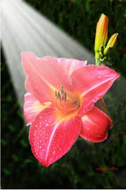 Lovely Lily !