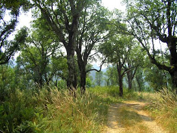 O SOBREIRAL DE CARMOEGA