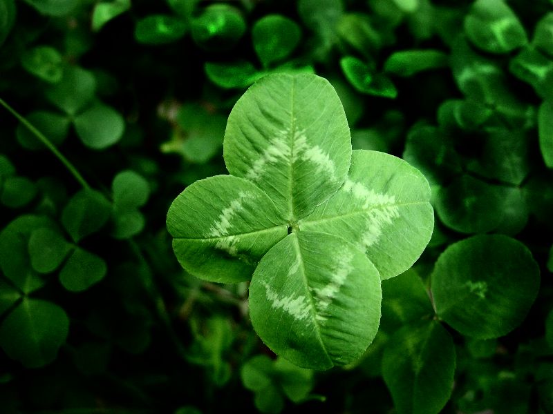 Four-leaf-clover Tattoos Irish