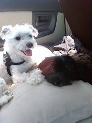 Chip and Zak only get along when walking or in the car!