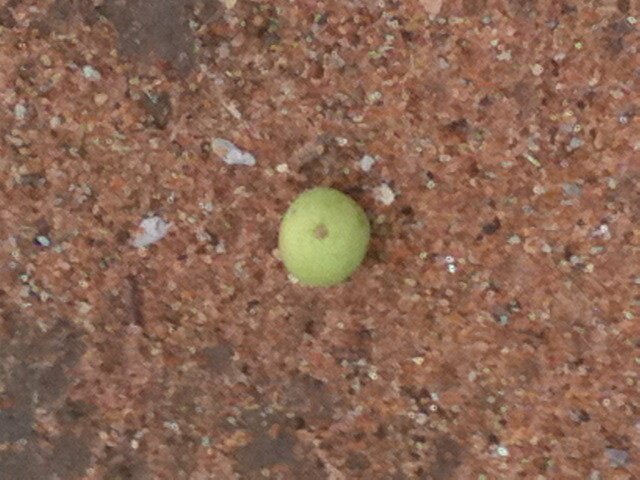 Thoughts from Botswana by Lauri Kubuitsile How To Make Morula Jam (and