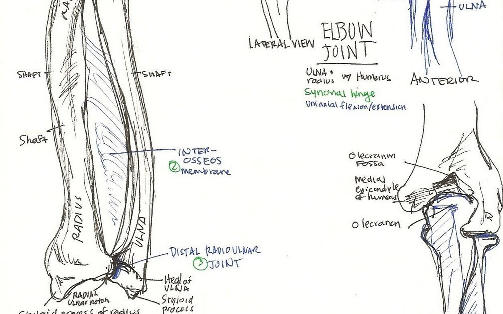 The Art of Anatomy: Lab 3: The Humerus is NOT a funny bone....or maybe