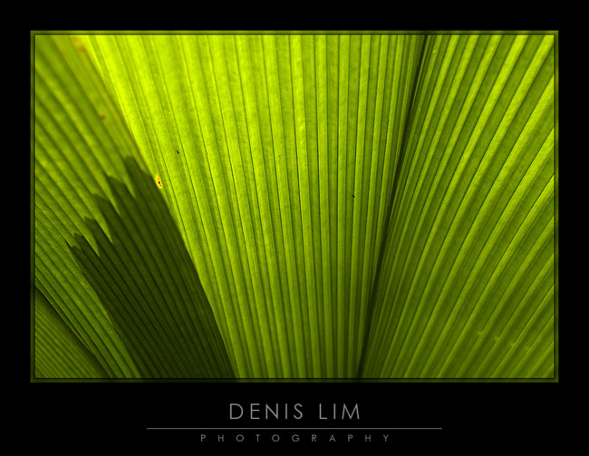 [Palm_leaves.jpg]