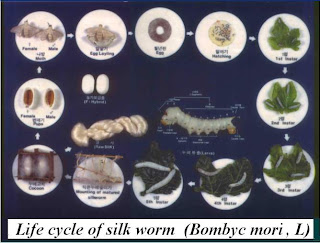 Mulberry And Silkworm June 2008