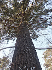 350 year Old White Pine Towers