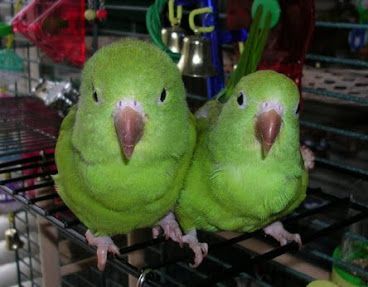 Parakeet Love Birds