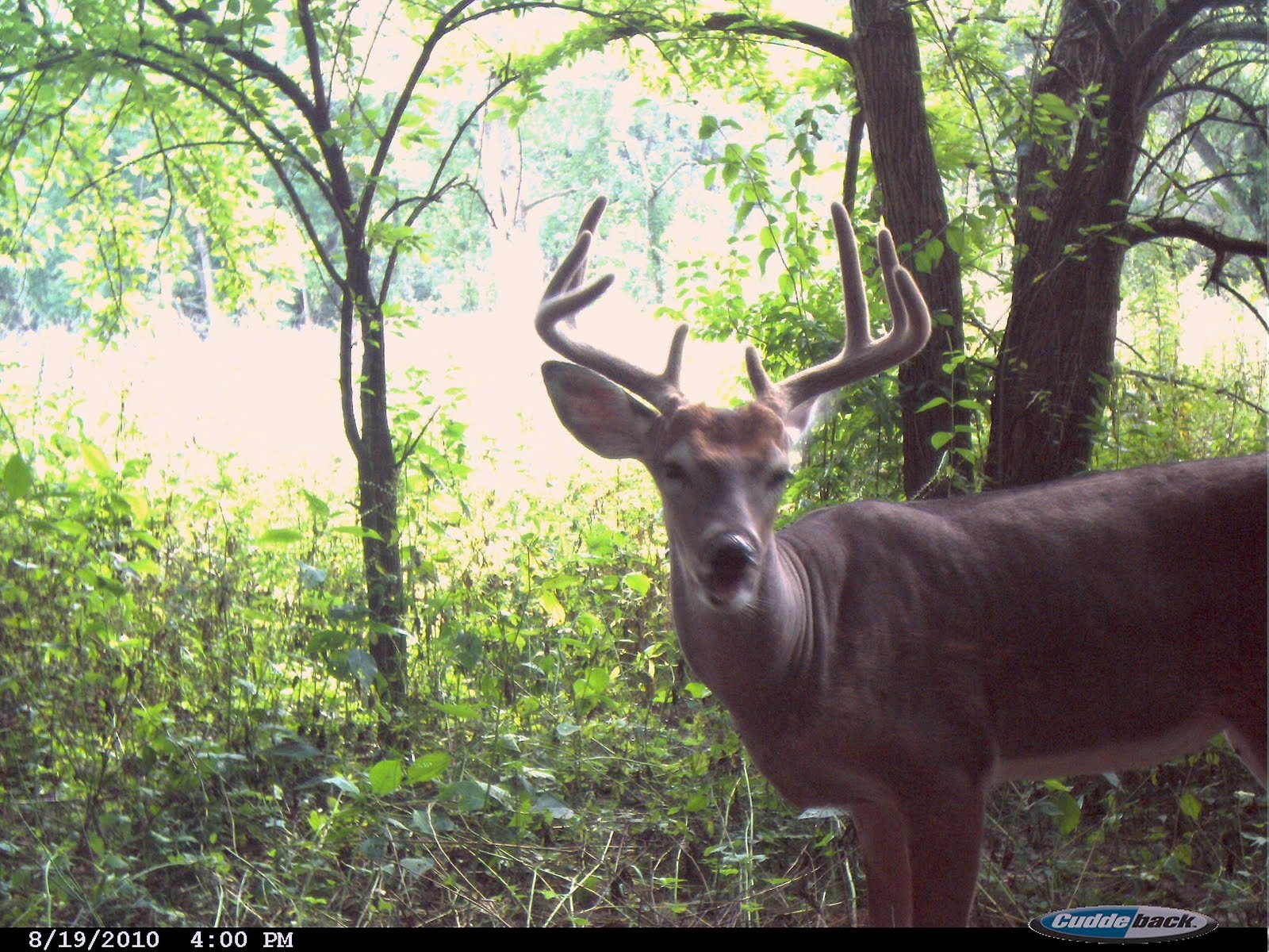 Herman Brothers Blog Deer Trail Camera Whitetail Buck Pics 2010