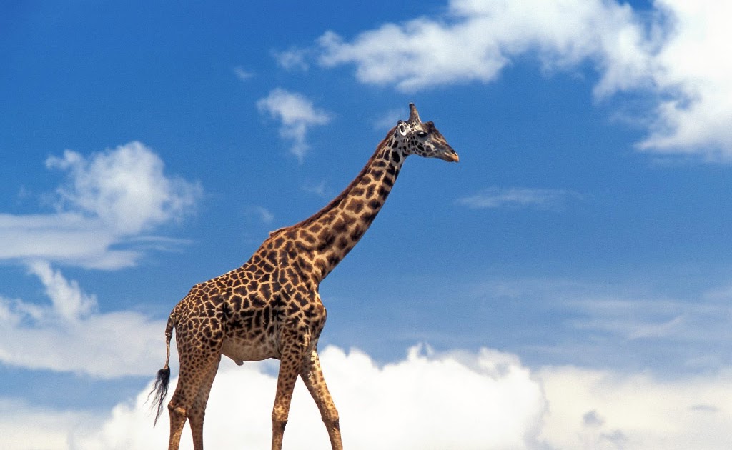 Smart Zone Description about Giraffe