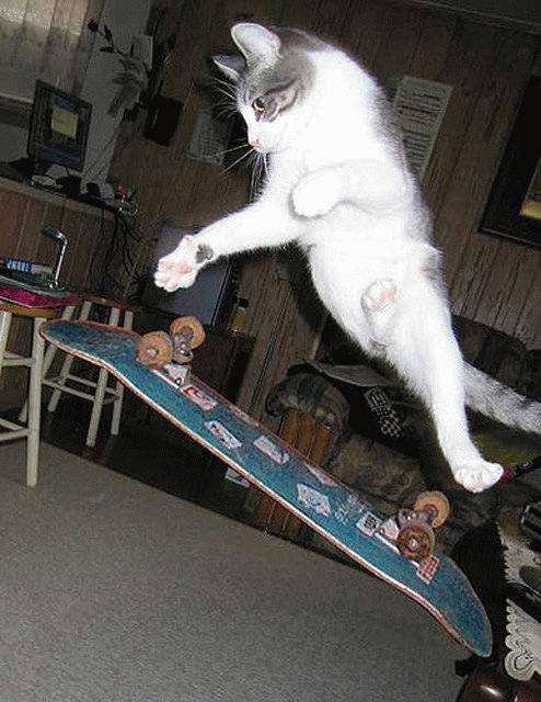 [skateboarding_cat.jpg]
