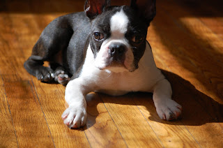 Mr Chunks