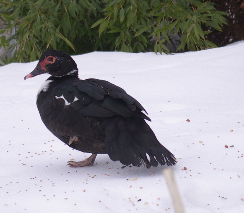 [schwarze+Ente.JPG]